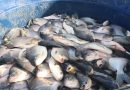 Prefeitura de Lagoinha distribuiu Peixes para a População