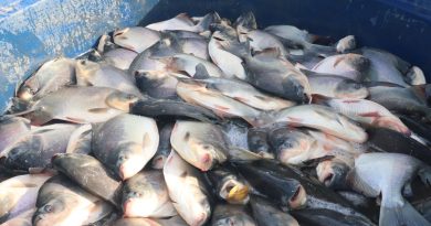Prefeitura de Lagoinha distribuiu Peixes para a População Prefeitura de Lagoinha distribuiu Peixes para a População